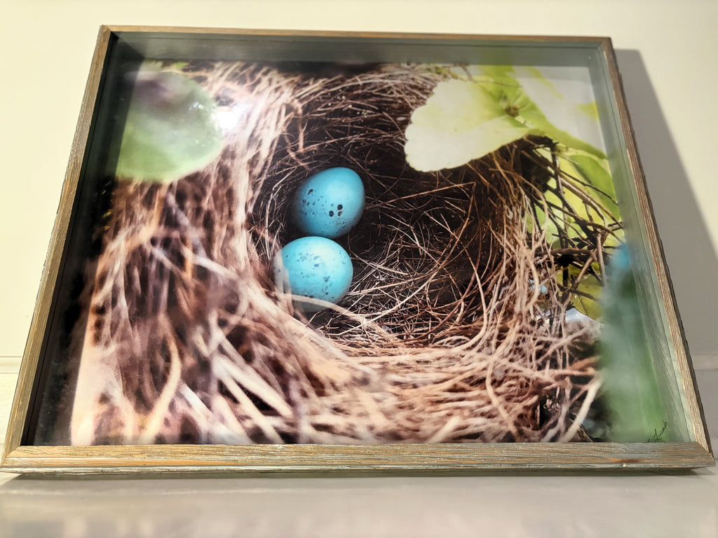 Blue Eggs Nest