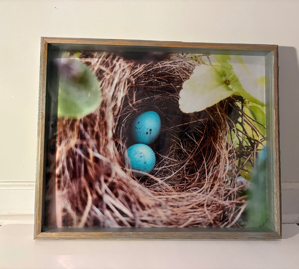 Blue Eggs Nest