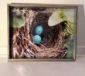 Blue Eggs Nest