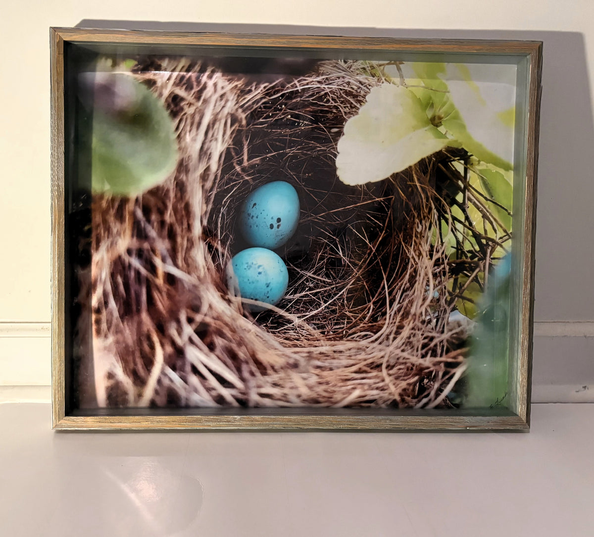 Blue Eggs Nest
